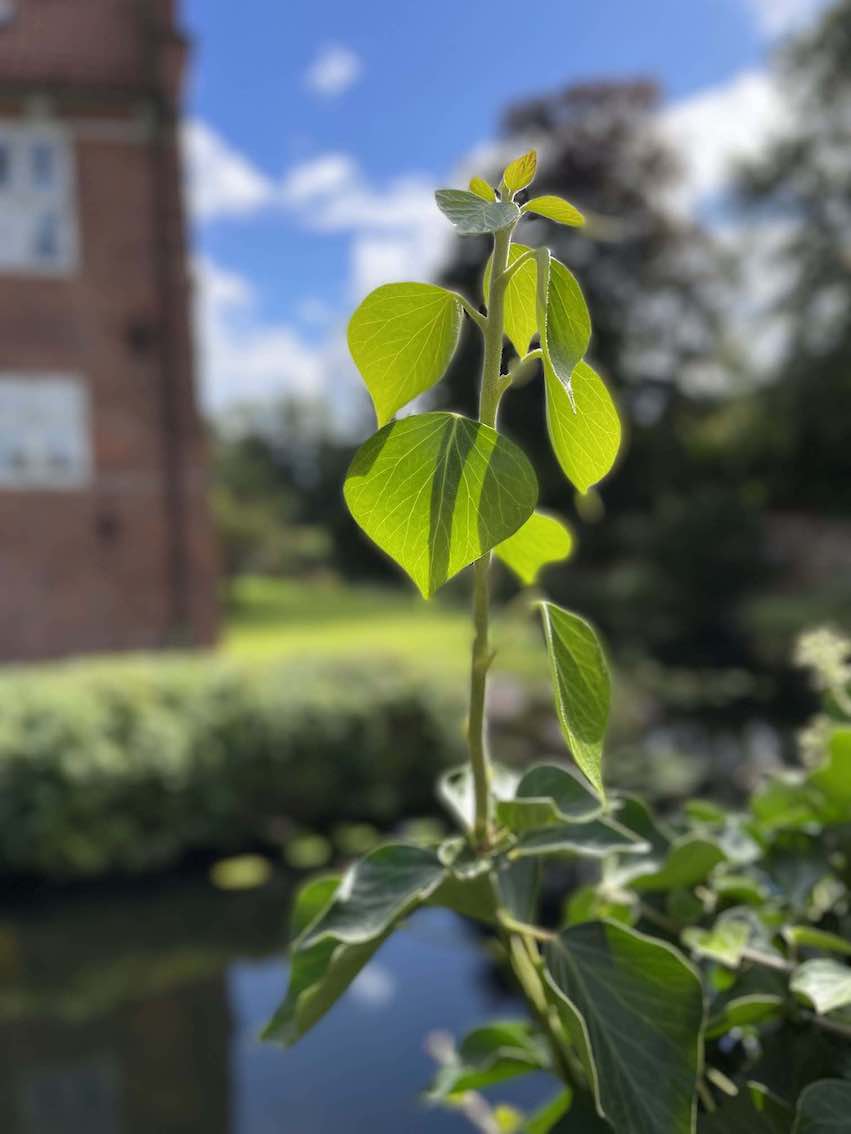 Nahaufnahme eines grünen Pflanzenstängels mit leuchtenden Blättern im Vordergrund, unscharfer Hintergrund mit Wasserlauf, Büschen und rotem Backsteingebäude bei Sonnenschein.