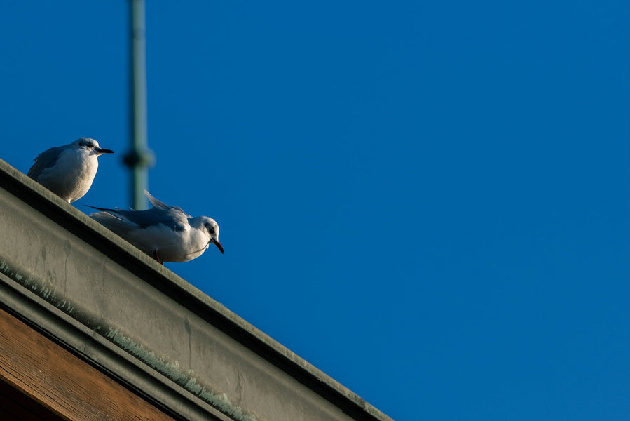 Coaching-Kompetenz: Trend oder Führungskraft?🍀